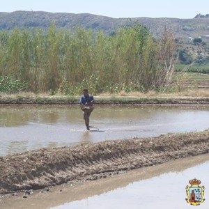 The rice of Calasparra