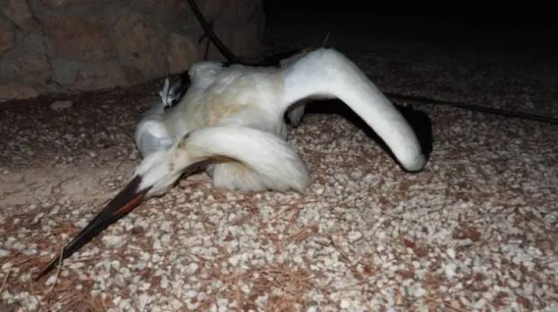 Five white storks electrocuted on Murcia power lines