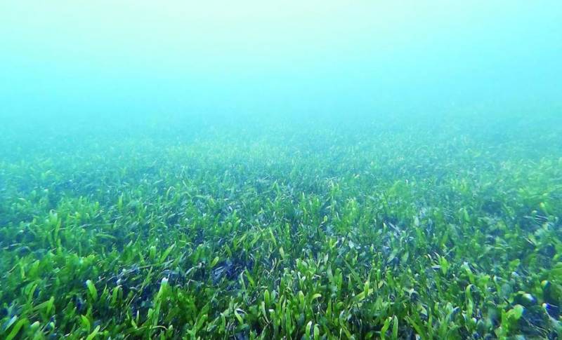 Mar Menor shows signs of ecological recovery