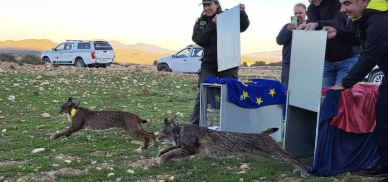 Two more Iberian lynxes have been released in the highlands of Lorca