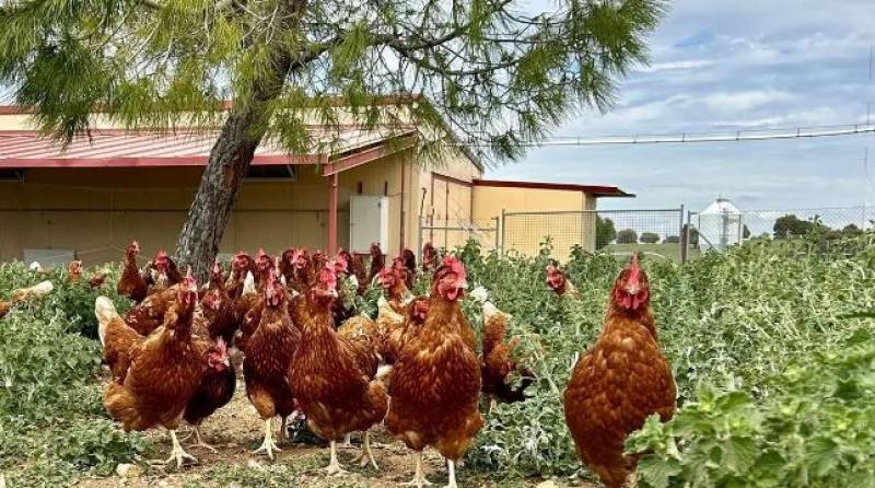 Bird flu epidemic forces Spanish farms to keep poultry indoors