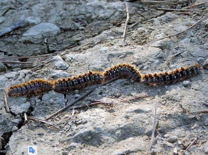 Pet owners beware: Lethal processionary caterpillars have already made an appearance in Spain