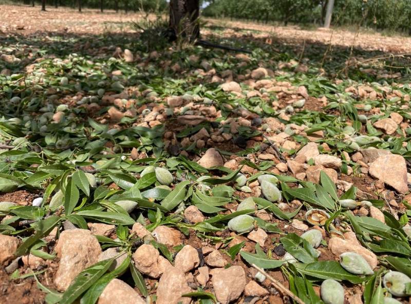 Hail damage devastates crops in Yecla and Jumilla, with losses nearing €80 million