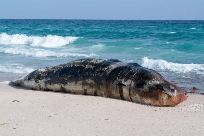Third whale death in a week raises alarm in Canary Islands