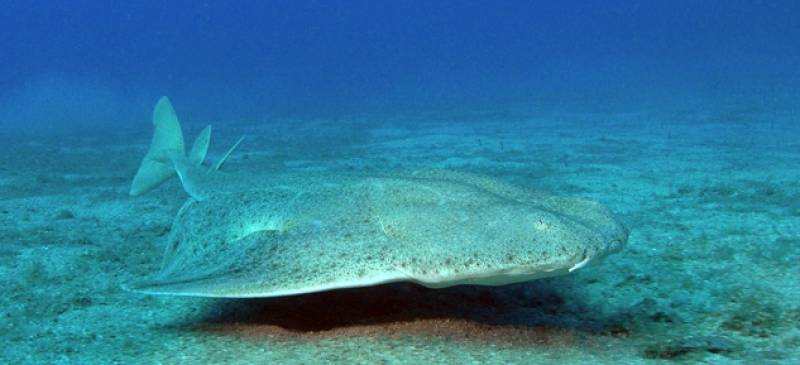 Rare angel shark freed after surprise rescue in La Línea