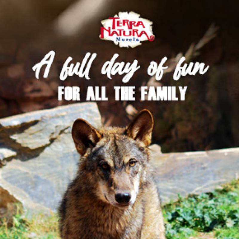Terra Natura Murcia welcomes two rare Iberian wolves to its conservation family
