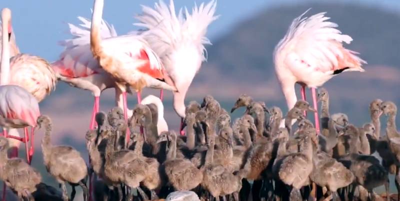 Thousands of fluffy flamingo chicks have just hatched at Torrevieja's salt lakes