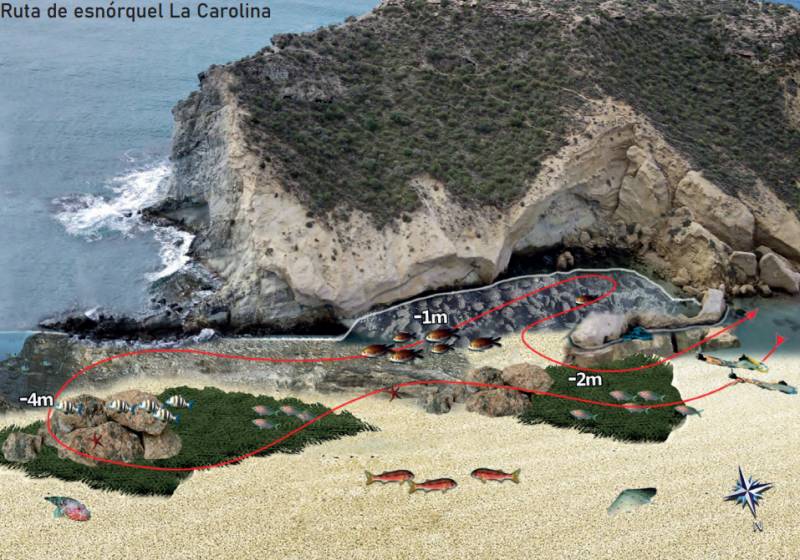 Águilas snorkel guide: Shallow pools and seaweed-loving wrens at La Carolina