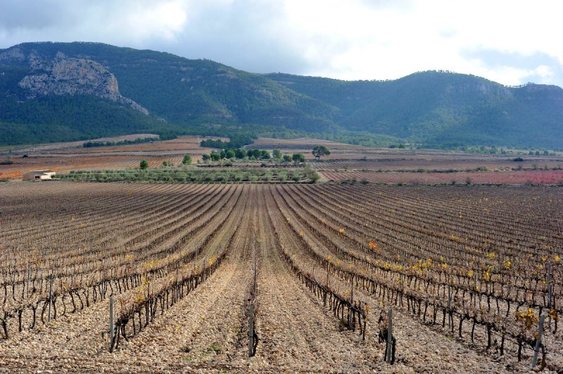 Jumilla wine route: Bodega Casa de la Ermita