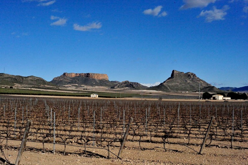 How to book and navigate the Jumilla Wine Route (Ruta del Vino)