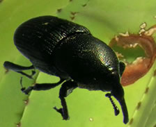 Brace yourself gardeners, Scyphophorus acupunctatus, the black snout weevil, has arrived.